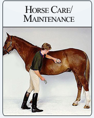 Bit-n-Bridle Children Horse Maintenance